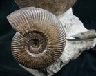 Impressive Hammatoceras Ammonite Sculpture - #7988-2